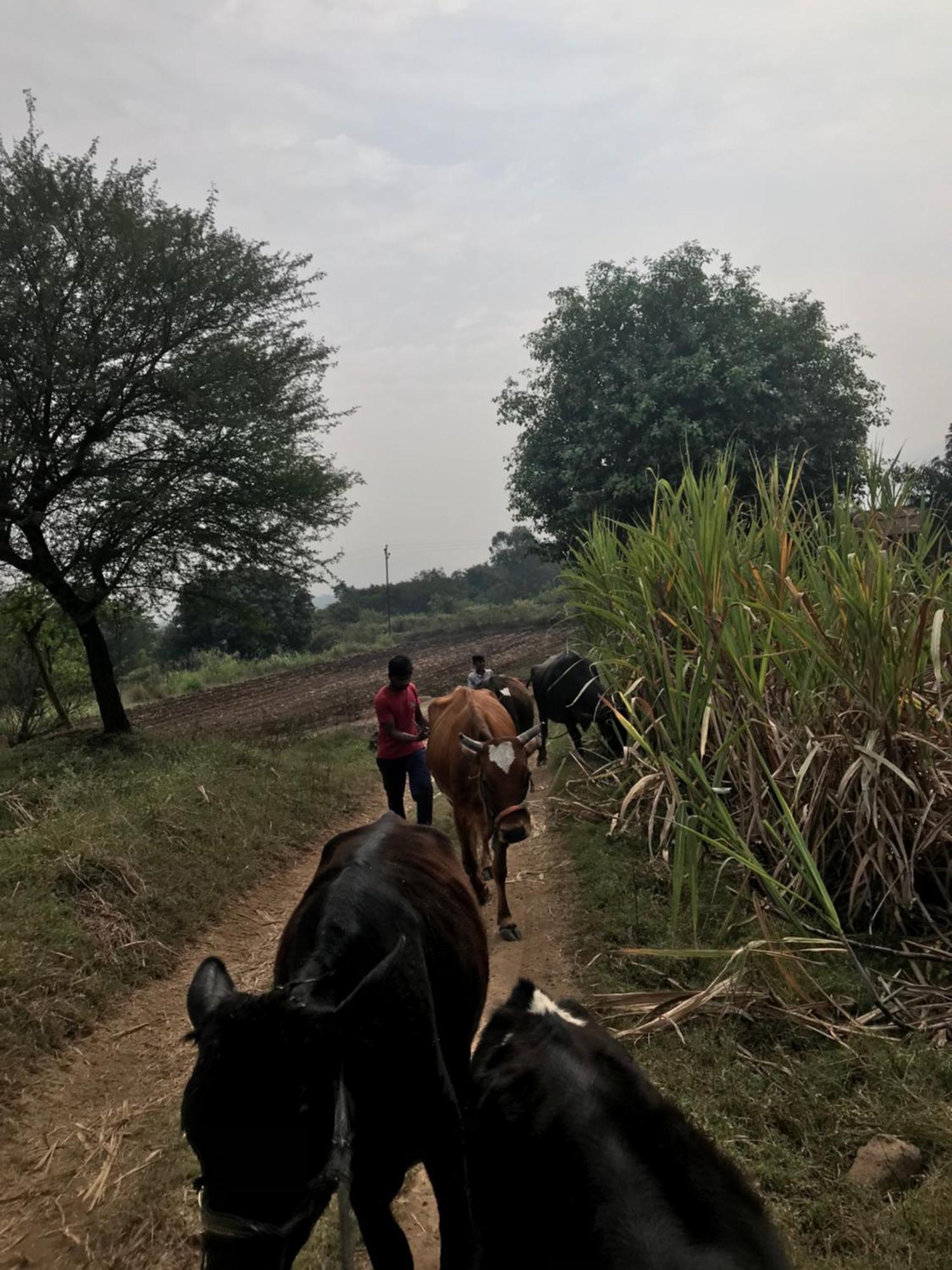 Ingawale Farmhouse Satara Buitenkant foto